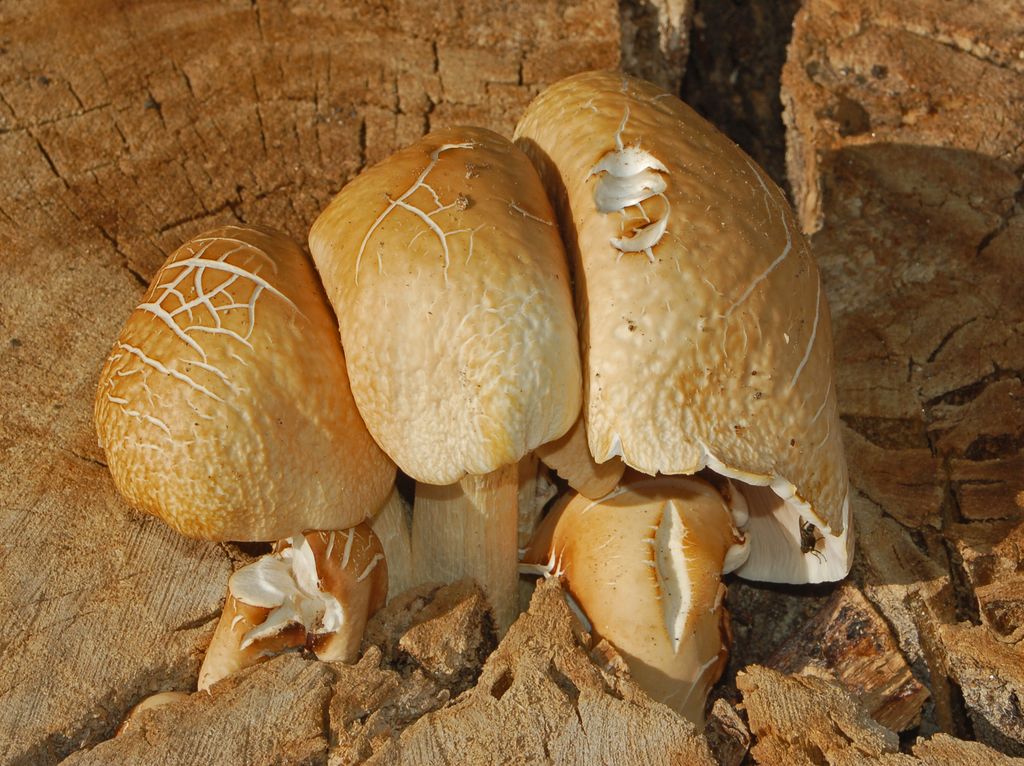 Dei funghi sopra un ceppo ...